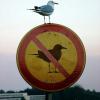 پرنده ممنوع !