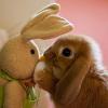 محبت خرگوش