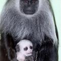 میمون و مادر