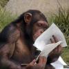 مطالعه میمون